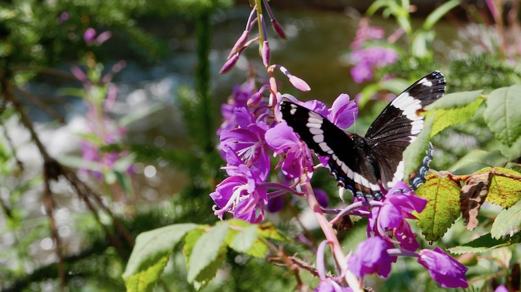 fireweed butterfly whitehorse ファイヤーウィードにとまる蝶々
